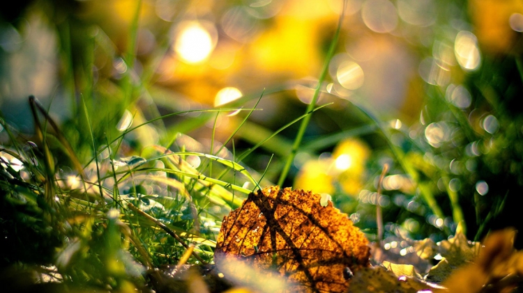 Autunno: tempo di rimuovere le foglie degli alberi dal prato di casa (Ottobre - Novembre)