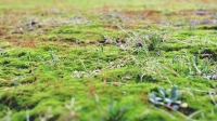 Come controllare il muschio sul prato verde del giardino