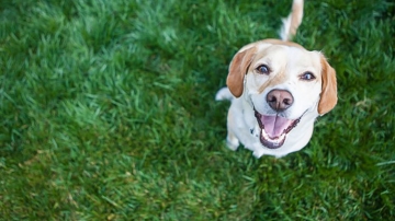 Come evitare le bruciature da urina dei cani sul prato