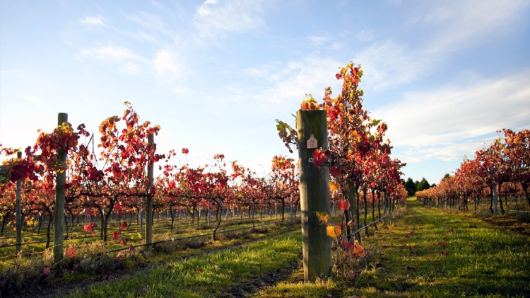 Come seminare il prato nei vigneti familiari