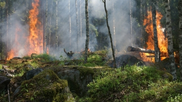 Come seminare un prato sotto le pinete e nelle aree frangi fuoco forestali