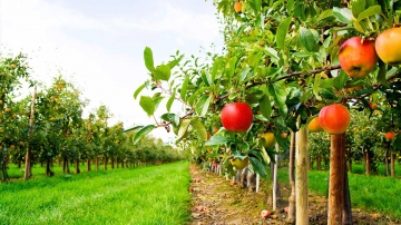 Come si concimano i prati dei frutteti familiari