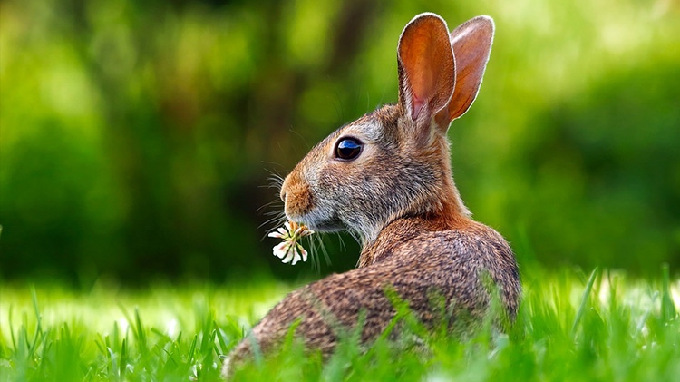 Ecco come possiamo aiutarti per realizzare una prateria, favorendo la vita degli animali selvatici