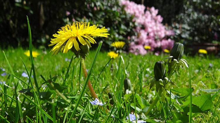 I trattamenti di marzo e aprile contro le malattie del prato del giardino