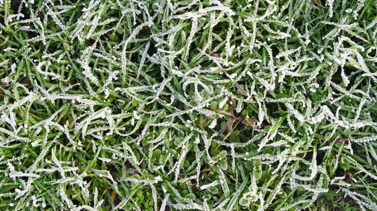 Il prato di casa in tardo autunno-inverno (Novembre - Dicembre)