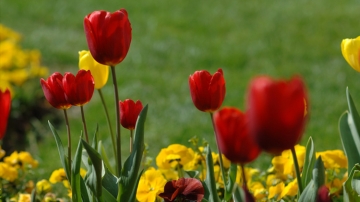 La parola all&#039;agronomo sulle analisi del terreno per la costruzione dei giardini