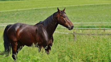 Prato da pascolo e paddock per cavalli - Scegliere il seme ed il concime giusto