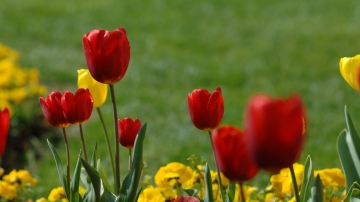 Rigenerazione e risemina sul prato in primavera. Ecco come fare!